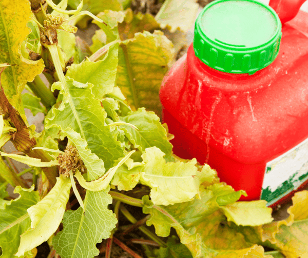 Do Pesticides Cause Breast Cancer?